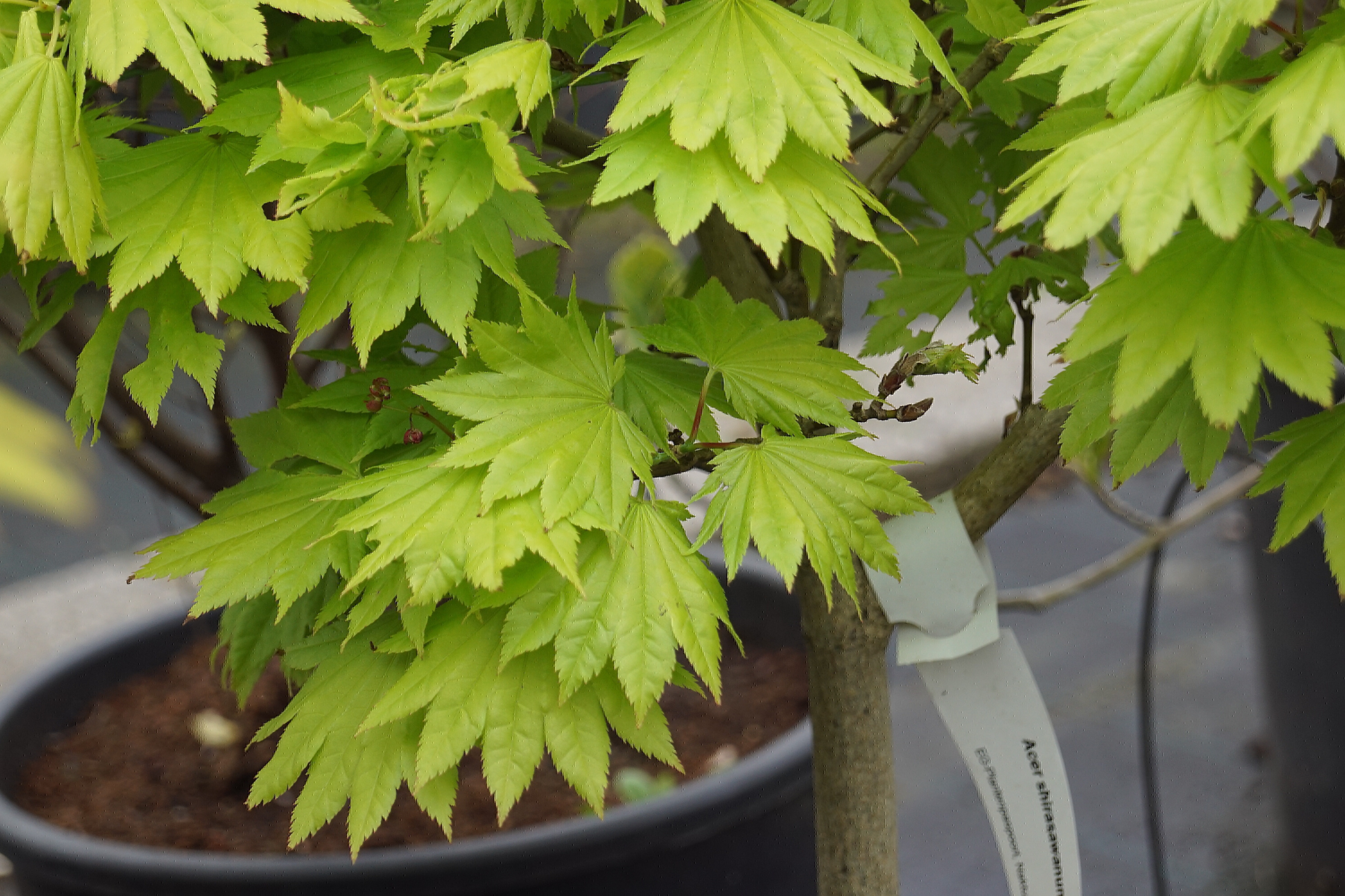 Acer shirasawanum 'Aureum' (7)